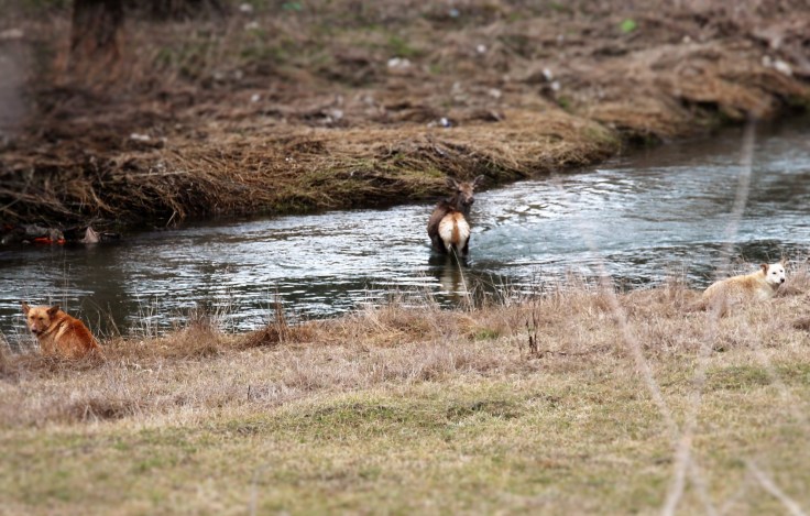 jelenica, Markušovce