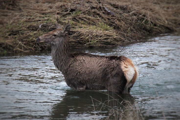 jelenica, Markušovce