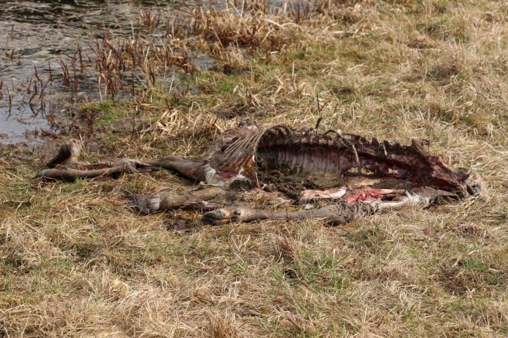 jelenica, Markušovce