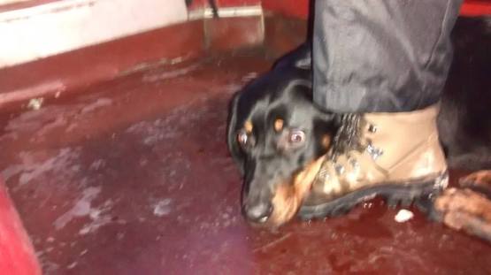 15825841_839333696169895_8187661011607011699_n