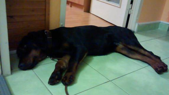 15826201_839333689503229_1277092280110214619_n