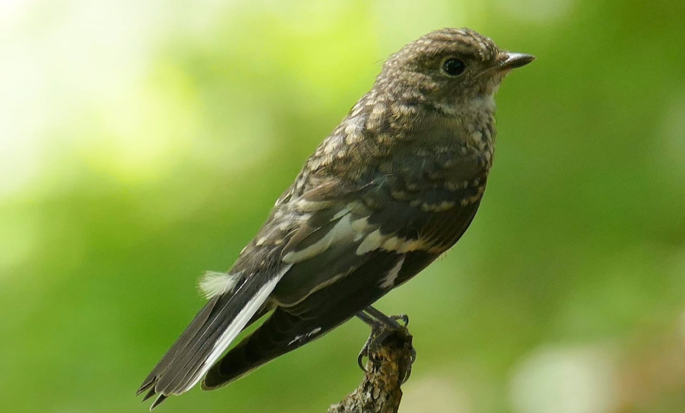 muchárik bielokrký