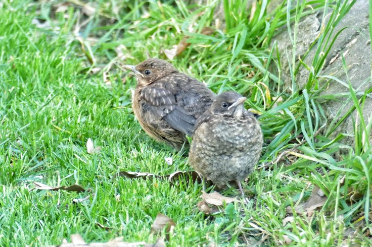 Mláďatá drozda čierneho