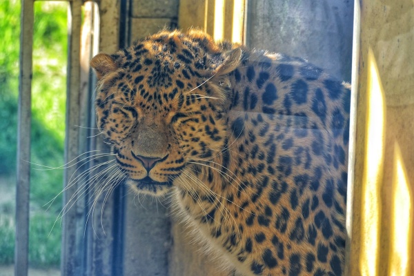 leopard, košická ZOO